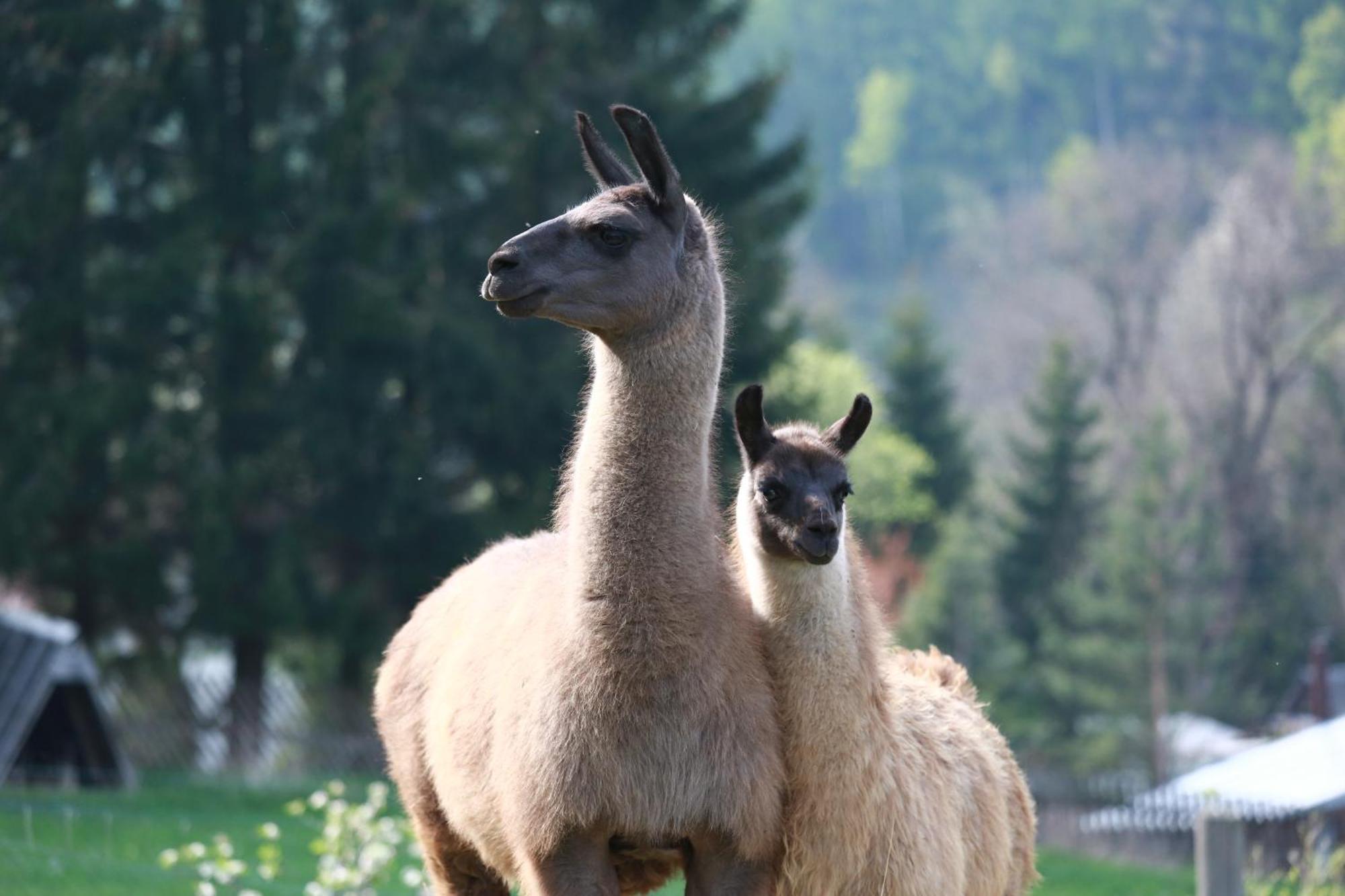 Faunapark Lipova-Lazne Exteriér fotografie